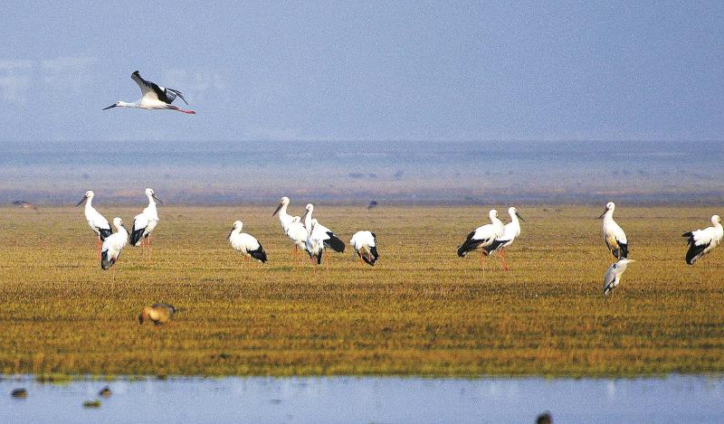 东方白鹳悠然自得,优雅踱步 朱国威摄