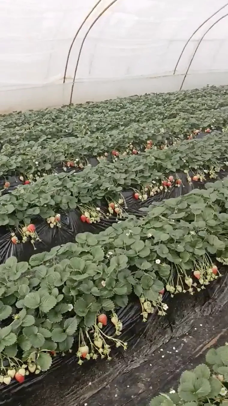 △当地莓农提供的近期草莓大棚图
