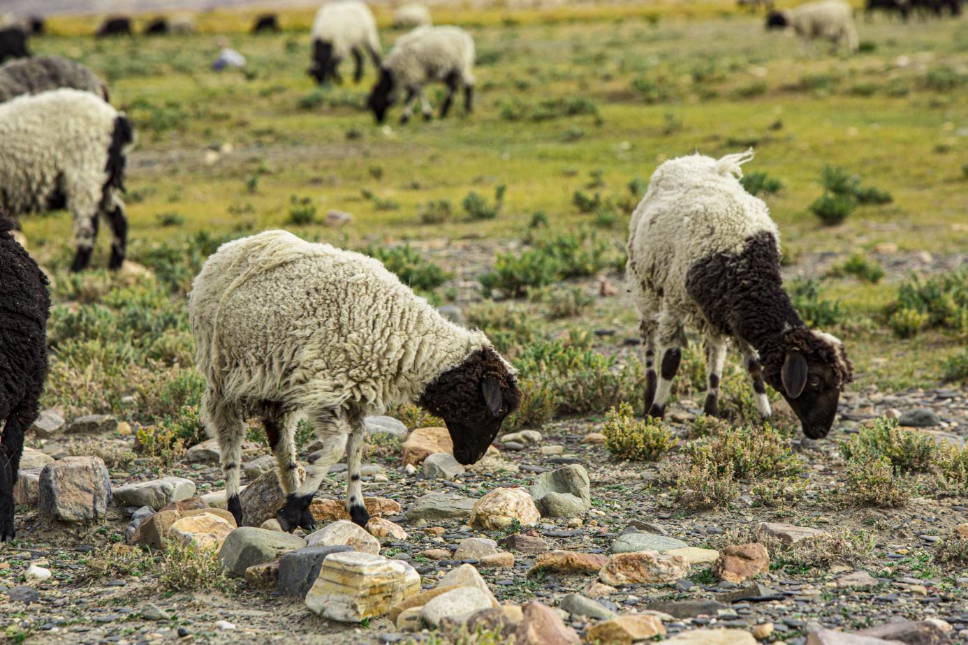 岗巴羊惊艳亮相"本来风物"品鉴会,谱写西藏食材美味传奇|羊汤_新浪财
