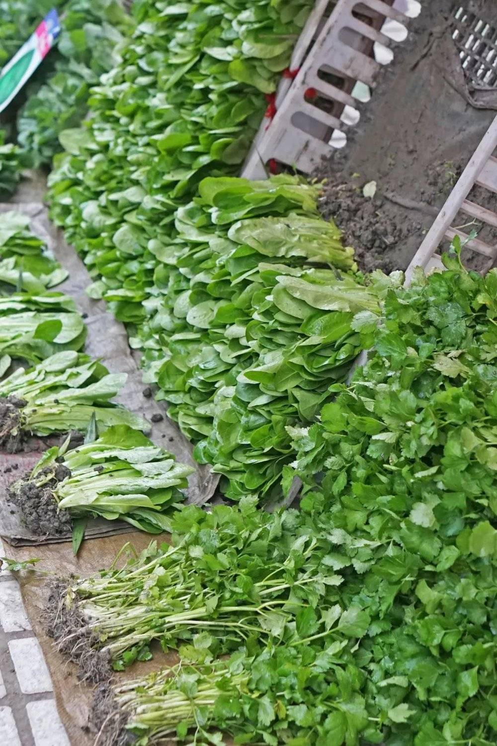 在成都赶了三次场我的钱包和格局都被打开了