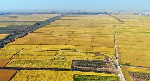 在沈阳市沈北新区兴隆台镇张美窝棚村,村民驾驶收割机收割水稻(无人机