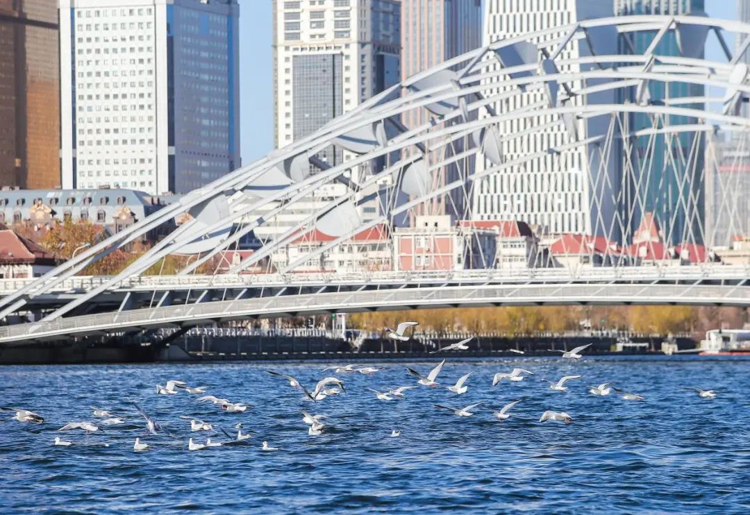 Numerous circling waterbirds have also become a beautiful landscape of Haihe River