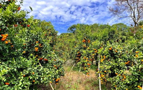 皮薄多汁从化砂糖橘大量上市