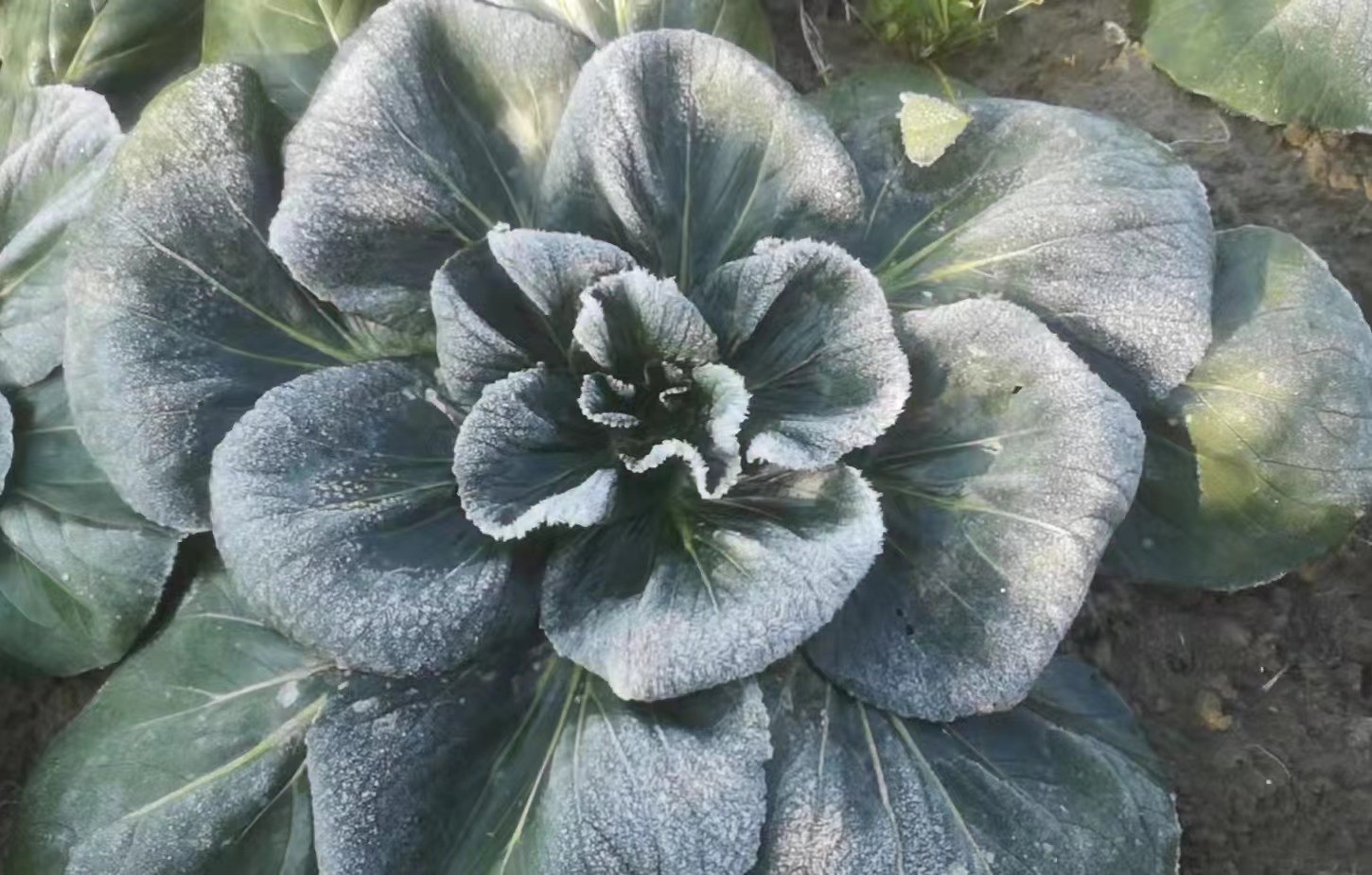 冬季霜打菜鲜甜好吃小众地标蔬菜如皋黑塌菜登上市民餐桌