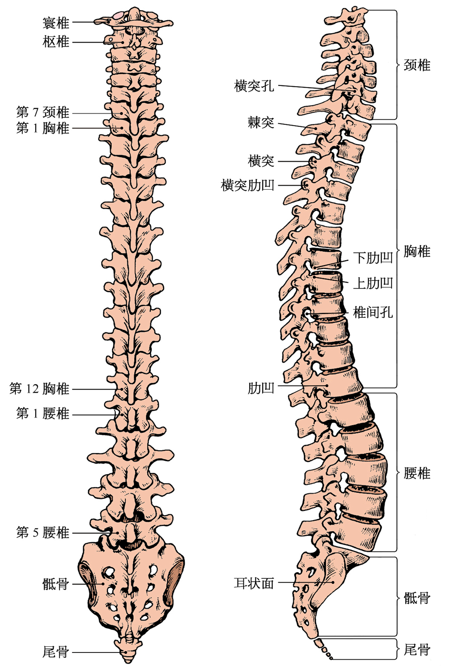 由颈椎,胸椎,腰椎,骶骨,尾骨构成的脊柱,被称为人体的第二生命线,其