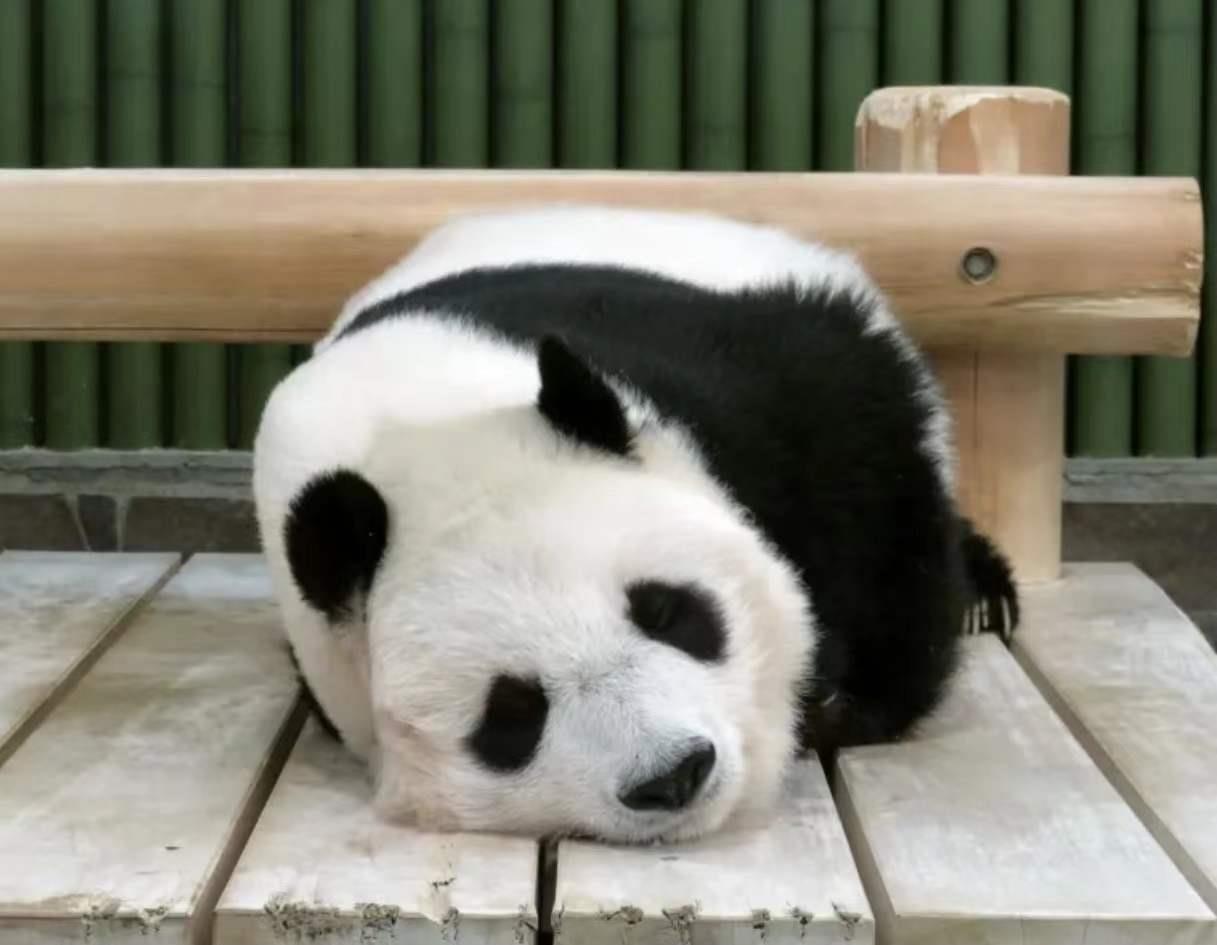 日本将延期返还大熊猫“旦旦”