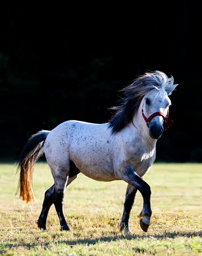 高头大马缘何而来
