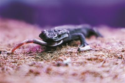 保护野生动物名录》正式公布,镇海棘螈被列为国家一级保护野生动物,与