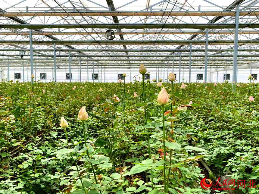 河北邱县玫瑰产业园温室大棚内玫瑰花正含苞待放.孙海峰摄