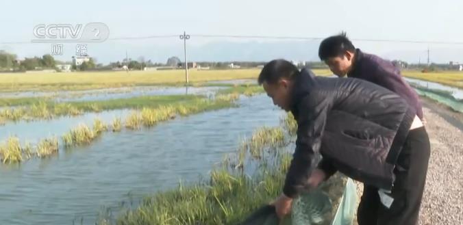 乡村振兴看一线 | 广西平南探索“企业+农户”发展模式 稻虾种养助农增收
