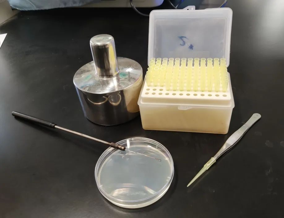 于是,就有了学生们以培养皿为画布,以微生物为颜料,在培养皿上创作的