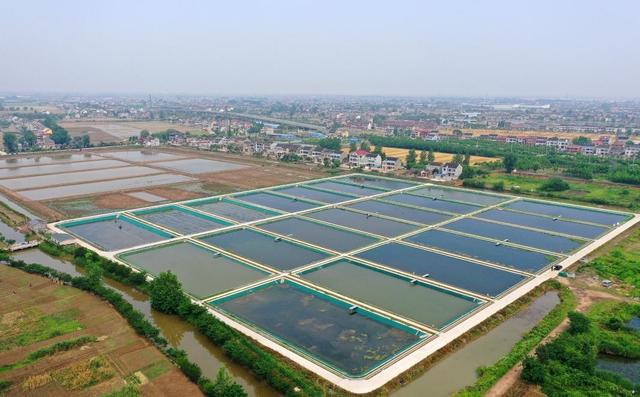 (图为中科院淡水渔业养殖基地)