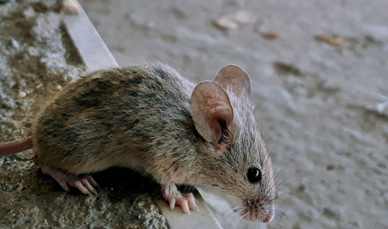 印度一寺庙把老鼠奉若神明踩伤它们会有噩运