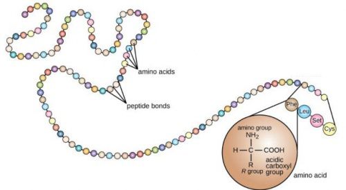 环肽则通过肽的氨基和羧基末端之间的连接形成环状结构的肽链组