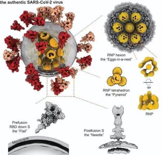 “美丽的恶魔”！新冠病毒真实3D图像曝光