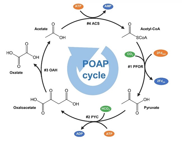 图. 由四步生化反应组成的POAP循环