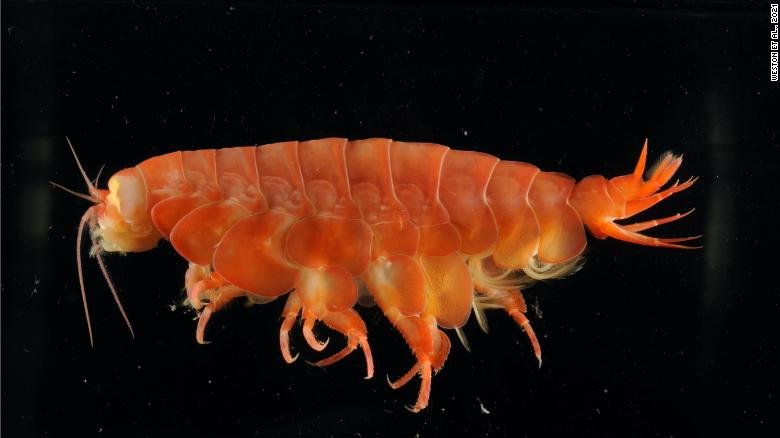 eurythenes atacamensis是一种桡足类动物,被发现在秘鲁和智利海岸