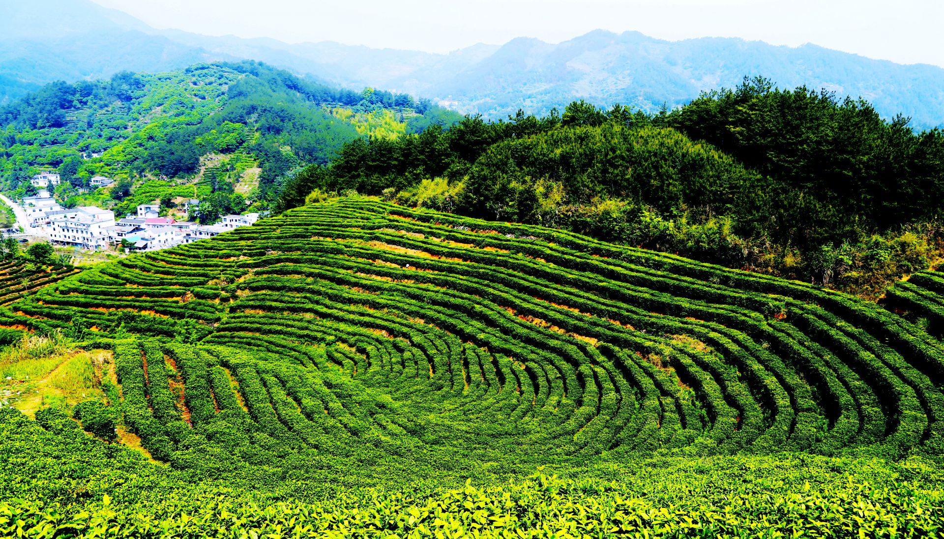五庙乡主导产业-茶叶生态种植园建设