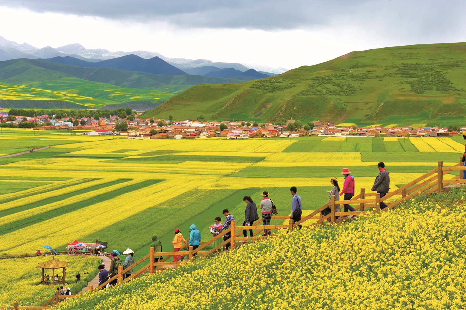 图为2021年7月,游客在青海省门源县百里油菜花海景区游览. 刘安青 摄