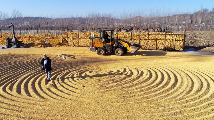 河北丰润冬日晒粮储粮忙