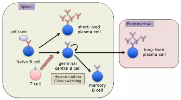 ▲记忆B细胞的生成过程（图片来源：参考资料[3]）