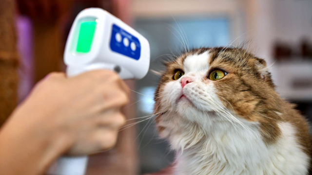 【资料图：对宠物猫进行体温检测】