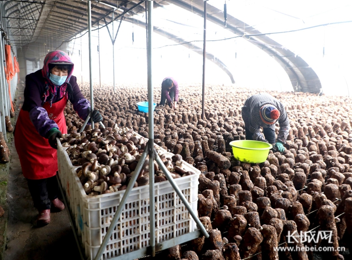 唐山市丰润区任各庄镇新庄子村农民在大棚内收获香菇。本网资料图