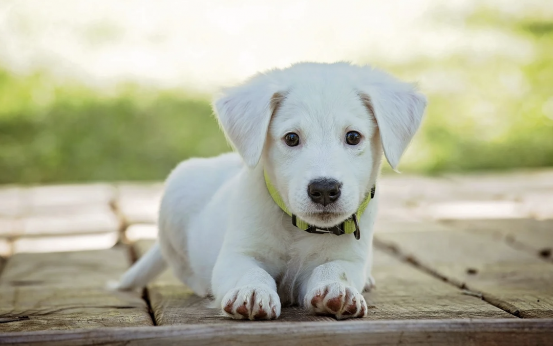 首个“数字养宠城市”来了：杭州率先推出宠物鼻纹身份证