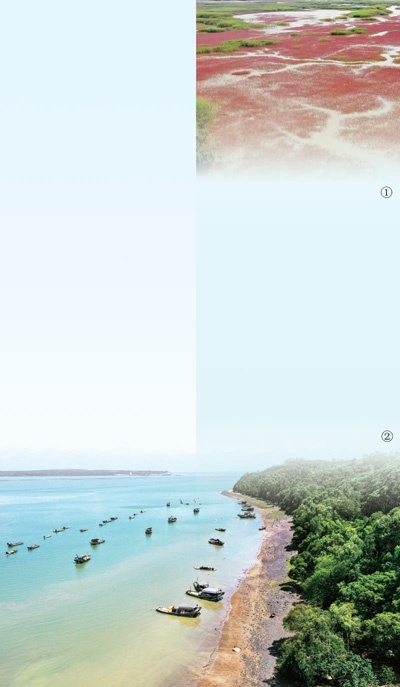 海洋固碳在行动：提升海草床、红树林、盐沼碳汇能力