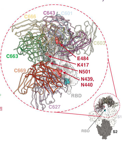 图片 mRNA疫苗介导产生的多种抗体在新冠病毒受体结合域上的作用位点。（图片来源：Nussenzweig et al., bioRxiv.）
