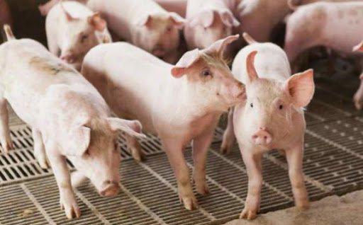 核心高管离职、股价腰斩、负债609亿 新希望新管理层如何突破？