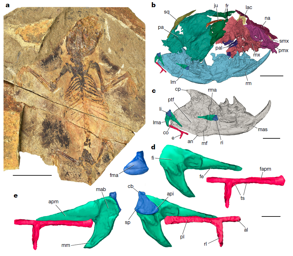 云南大学毕顺东团队发表nature文章鸭嘴兽型中耳揭示哺乳动物听觉和