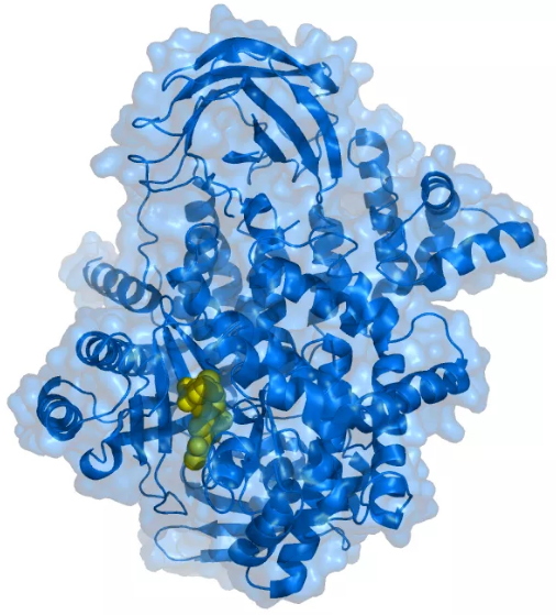 图片 磷酸肌醇3-激酶（PI3K）。