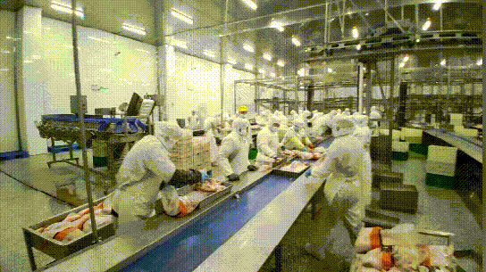 李园园（左一）正在玖兴公司肉鸡屠宰车间工作。长城网记者 董达 摄