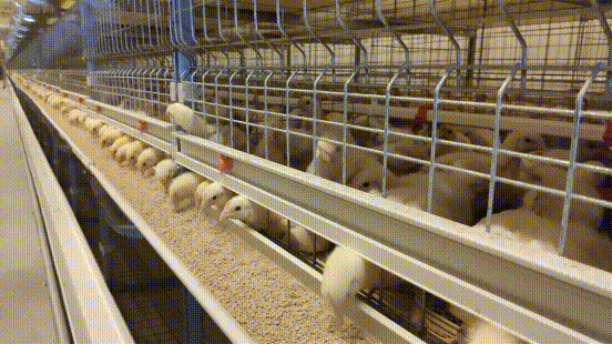 玖兴肉鸡养殖项目直接带动3000余人实现“家门口”就业，年户均增收3万元以上。长城网记者 董达 摄