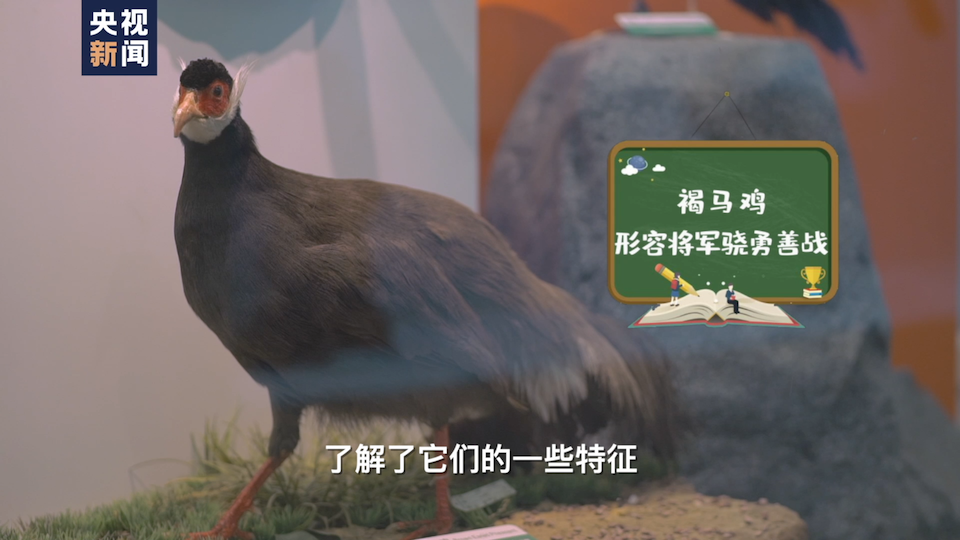 △褐马鸡是山西省鸟,以好斗闻名