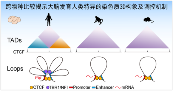 图片来源:Luo et al., Cell