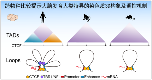 图片来源：Luo et al., Cell