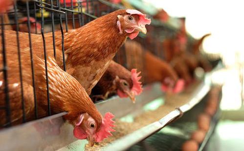 香港暂停进口波兰部分地区禽肉及禽类产品