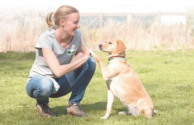 在德国南部城市慕尼黑的施图本沃夫宠物犬学校，一只宠物犬正在接受训练。
