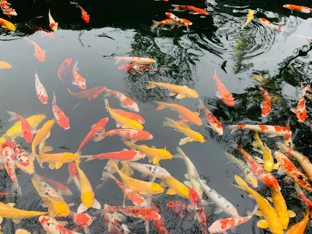 2021开运锦鲤们来啦