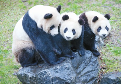 比利时:其乐融融"五口之家"|大熊猫_新浪科技_新浪网