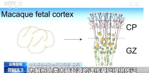 （编辑胡月）