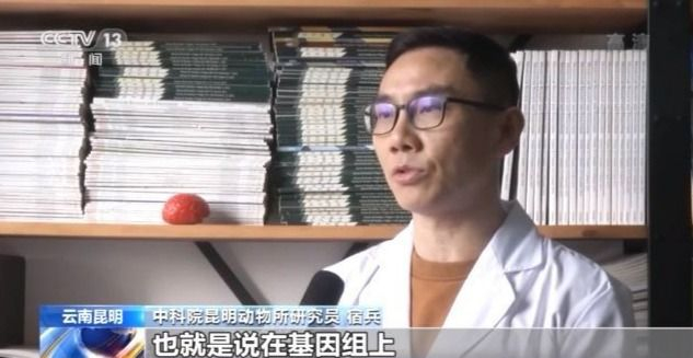 基因组如何参与人类进化过程？看科学家揭秘大脑发育模式→