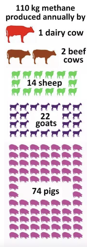 △一只奶牛的甲烷排放量相当于74只猪（图片来自网络）