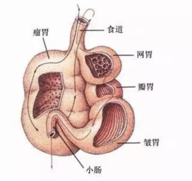 △牛和羊等反刍动物一共有四个胃室，这四个胃室并非一条直线通到底，而是相互交错着，十分崎岖。（图片来自网络）