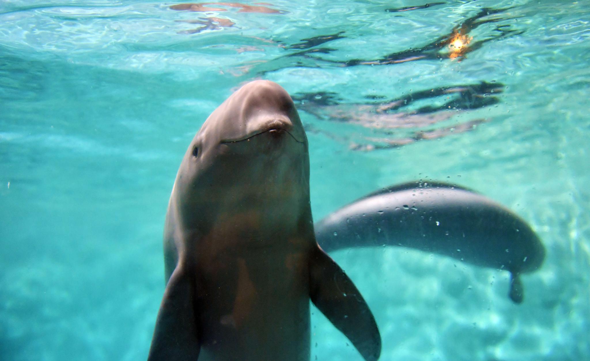 "微笑天使"江豚 图源:视觉中国