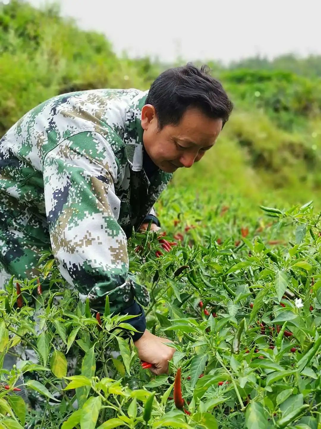 贵州沿河县黄池村驻村干部李克相帮农民采摘辣椒.