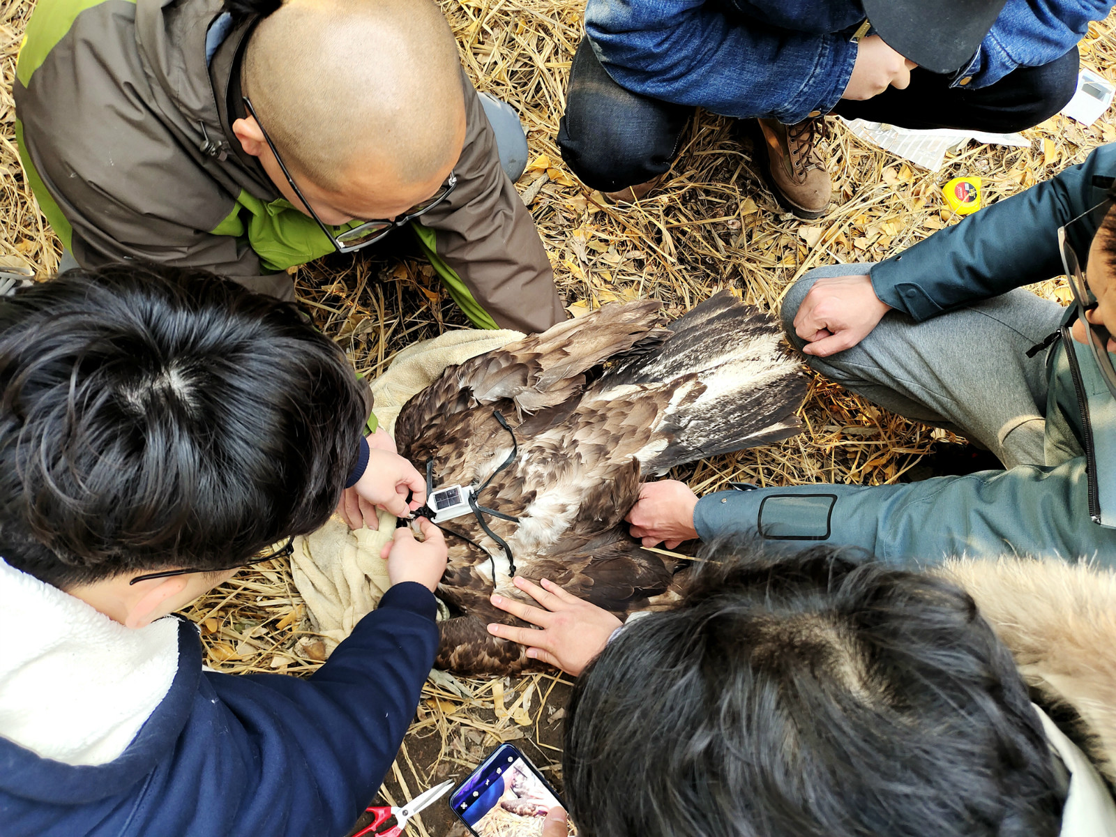 △2021年1月4日 工作人员准备放归白尾海雕