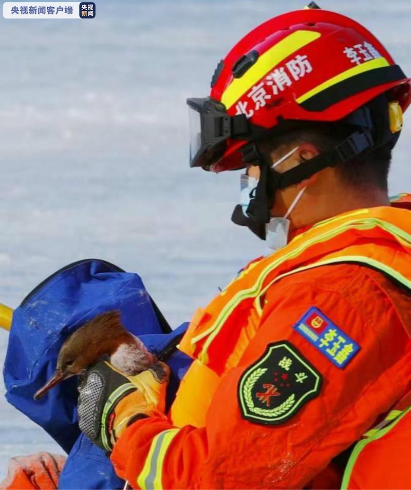“尖嘴鸟”被困冰面 北京通州消防：别着急，我们来救你！
